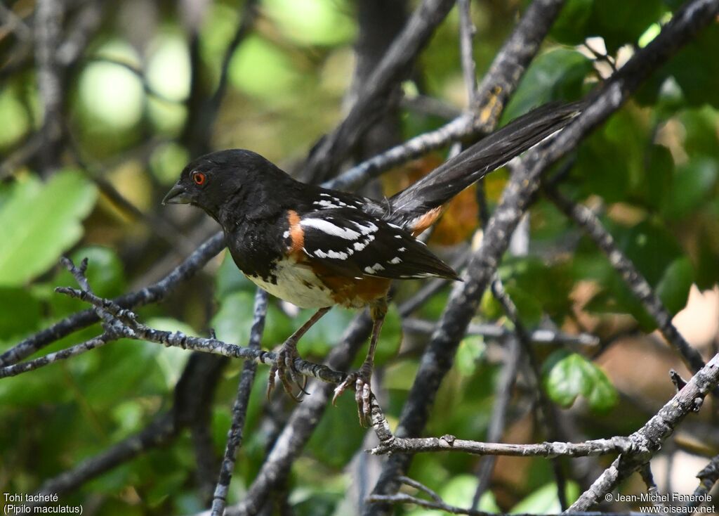 Spotted Towhee