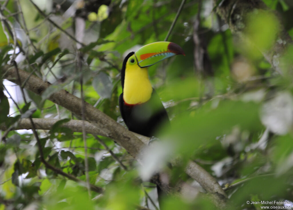 Keel-billed Toucan