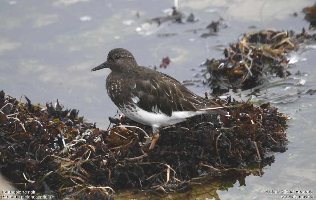 Black Turnstone