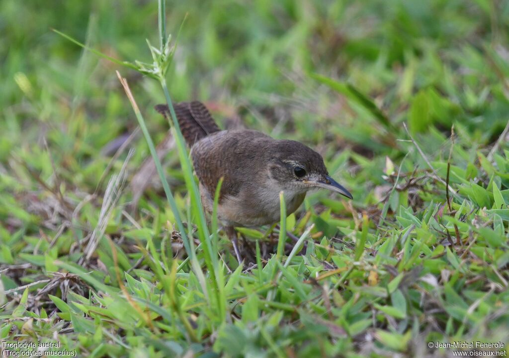 Troglodyte austral