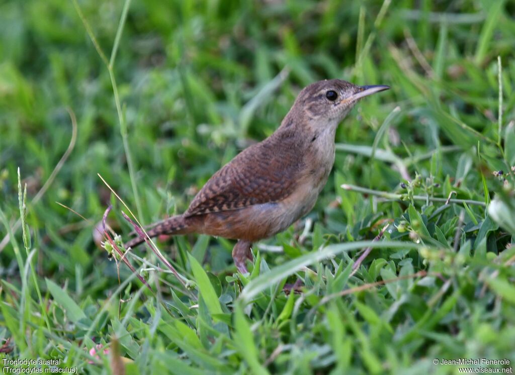 Troglodyte austral