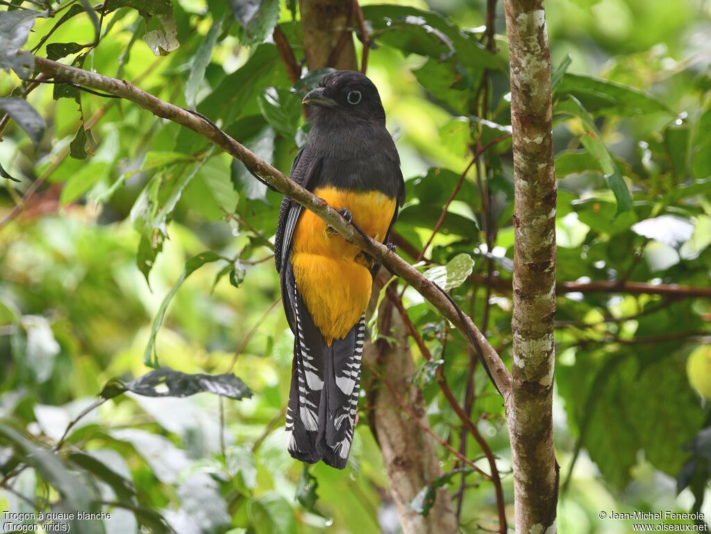 Green-backed Trogon