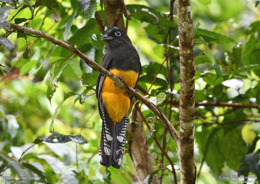 Trogon à queue blanche