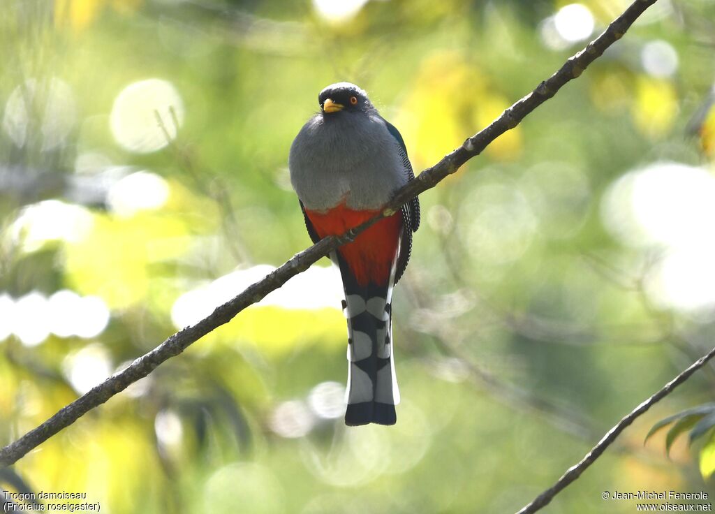 Trogon damoiseau