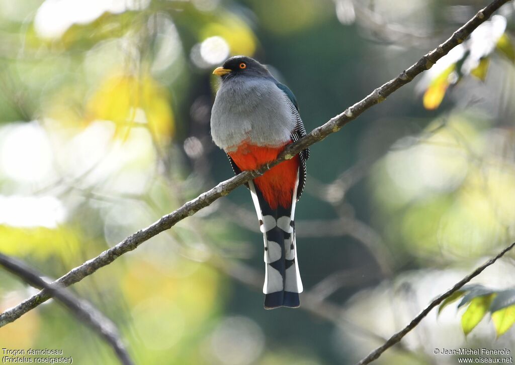 Trogon damoiseau
