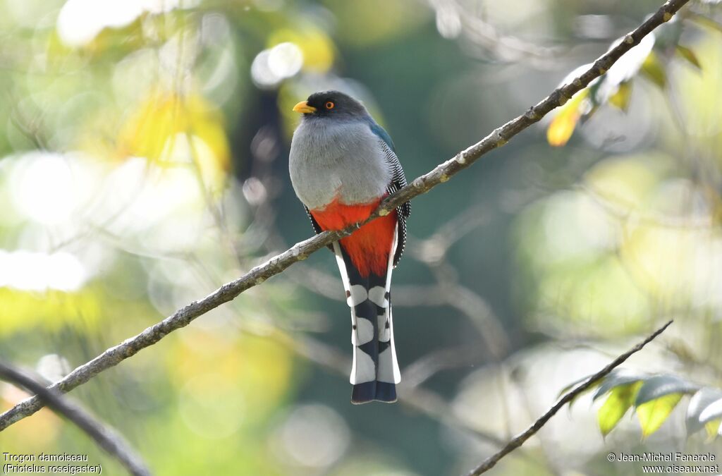 Trogon damoiseau