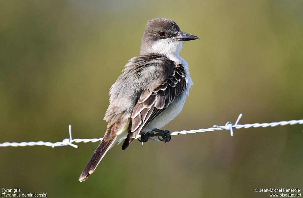 Grey Kingbird