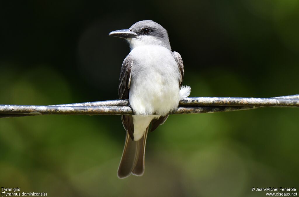 Grey Kingbird