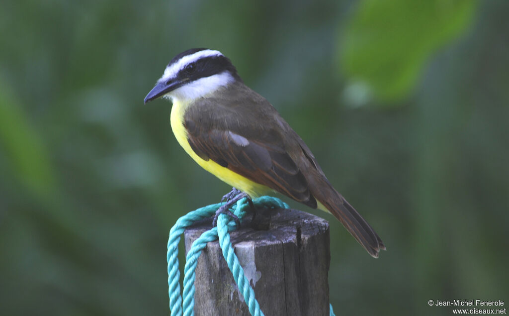 Great Kiskadee