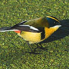 Tyranneau omnicolore