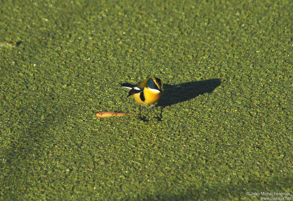 Many-colored Rush Tyrant