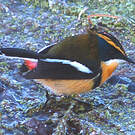 Tyranneau omnicolore
