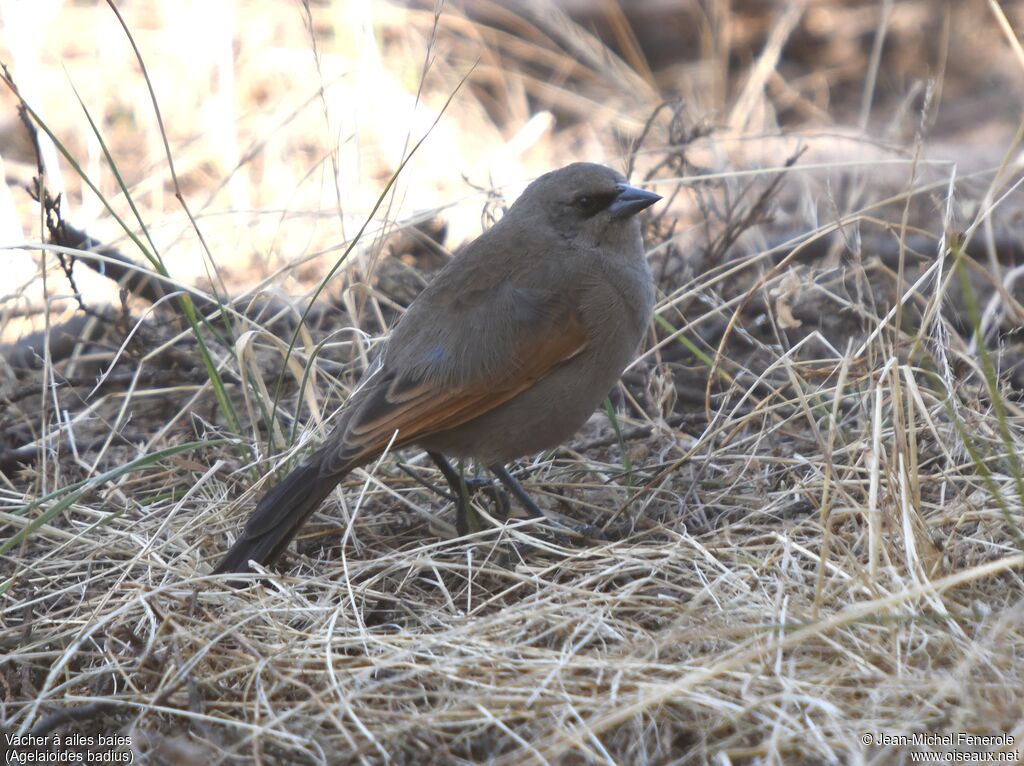Greyish Baywing