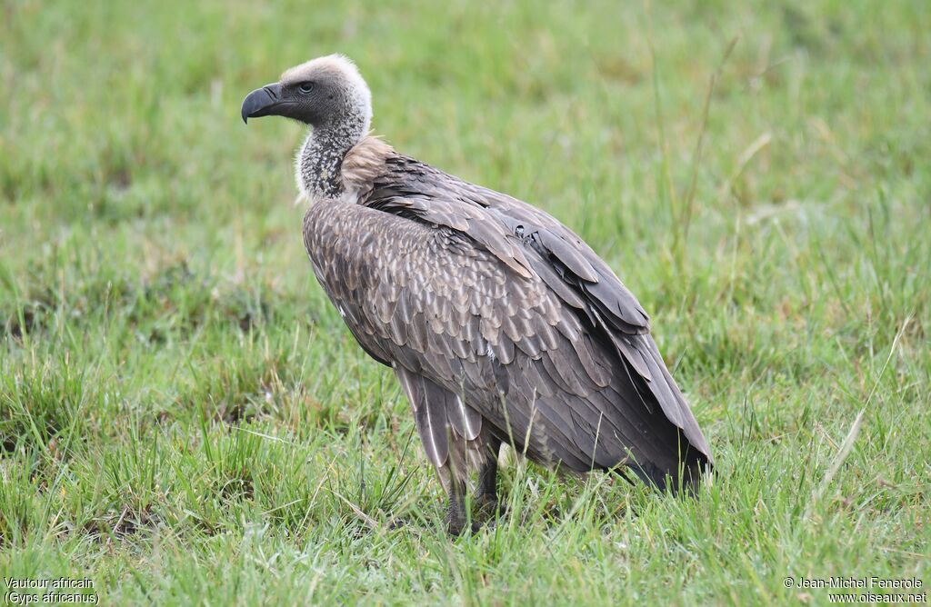 White-backed Vulture