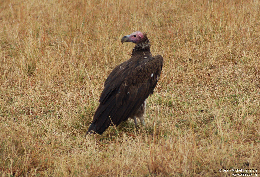 Lappet-faced Vulture