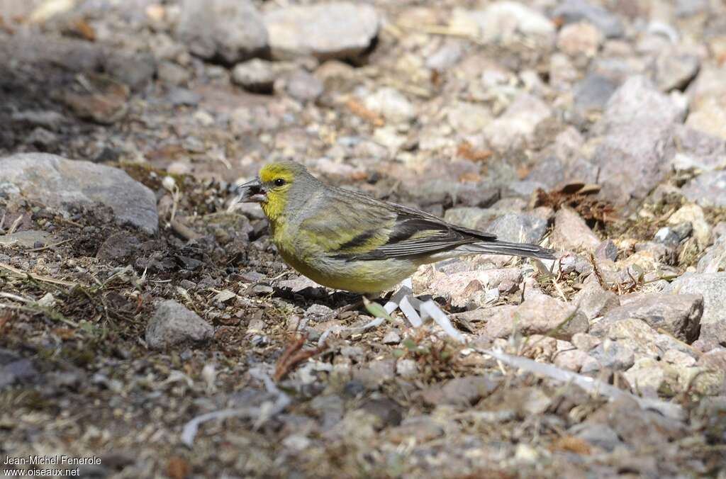 Corsican Finch