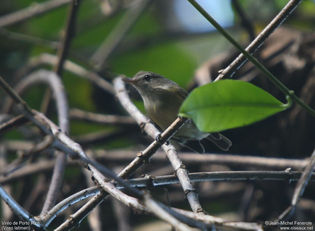 Puerto Rican Vireo