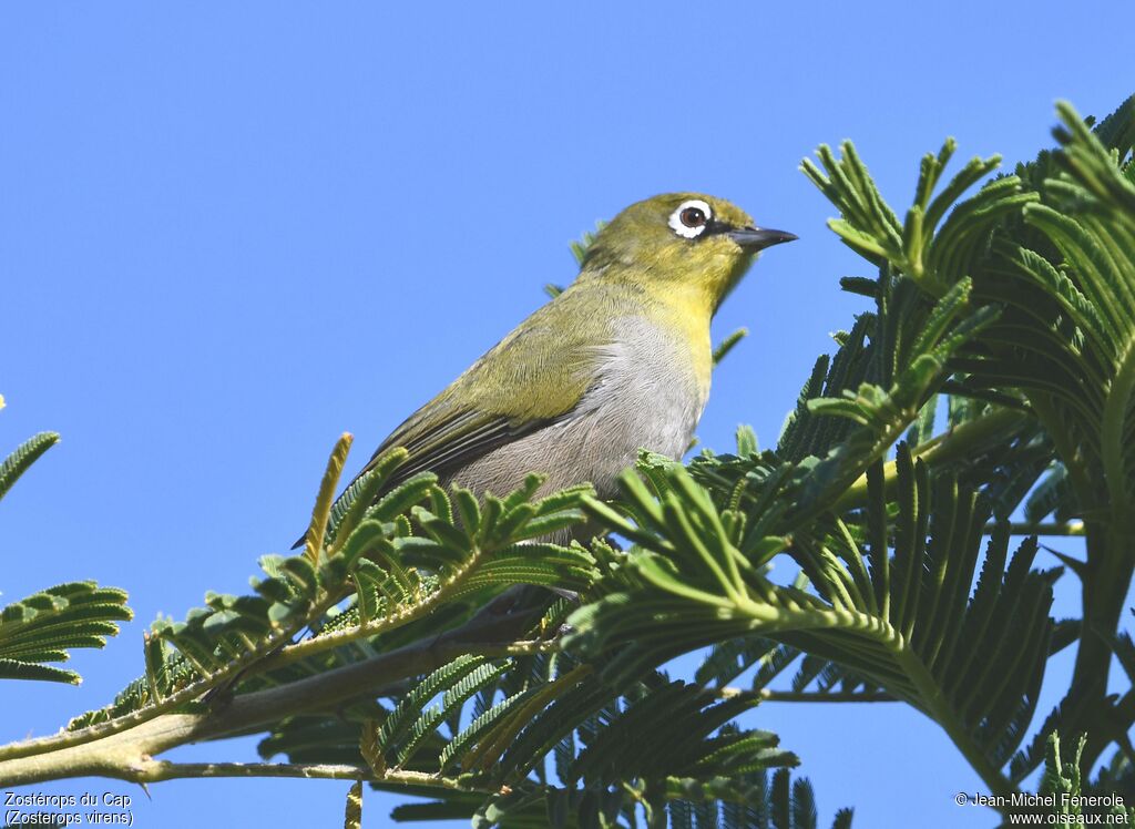 Zostérops du Cap