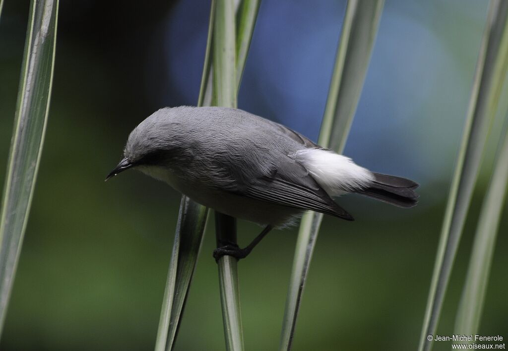 Mauritius Grey White-eye