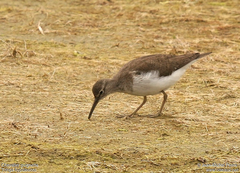 Common Sandpiperadult