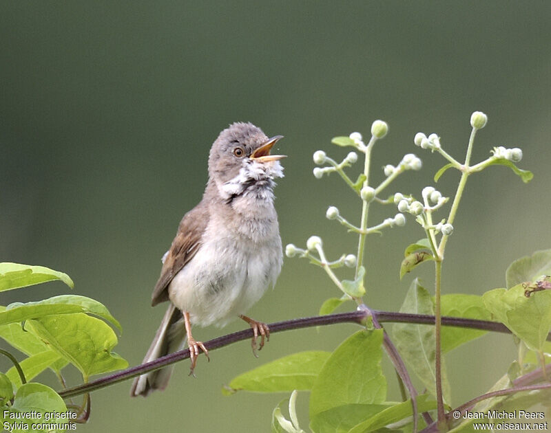 Common Whitethroat