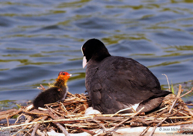 Eurasian Coot