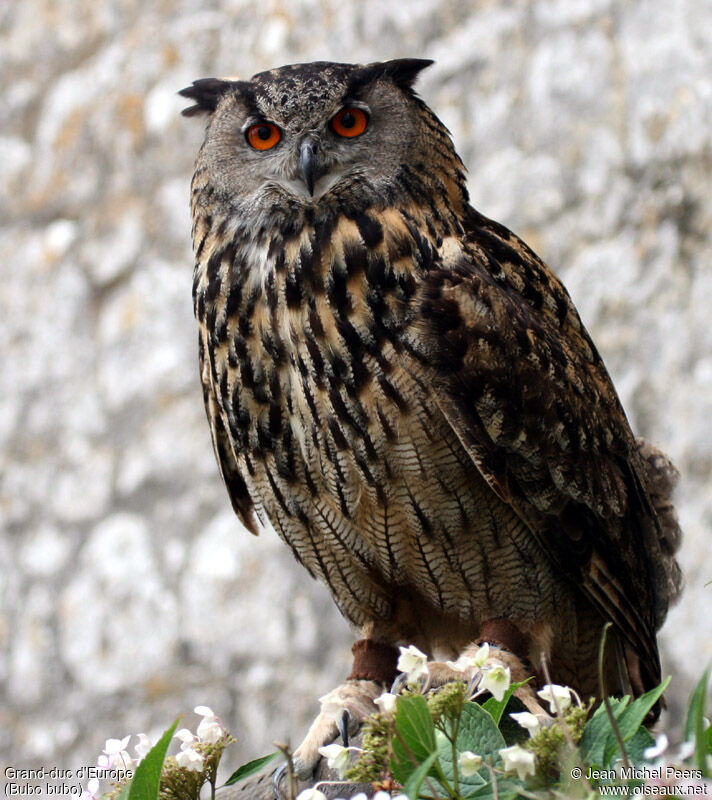 Eurasian Eagle-Owl