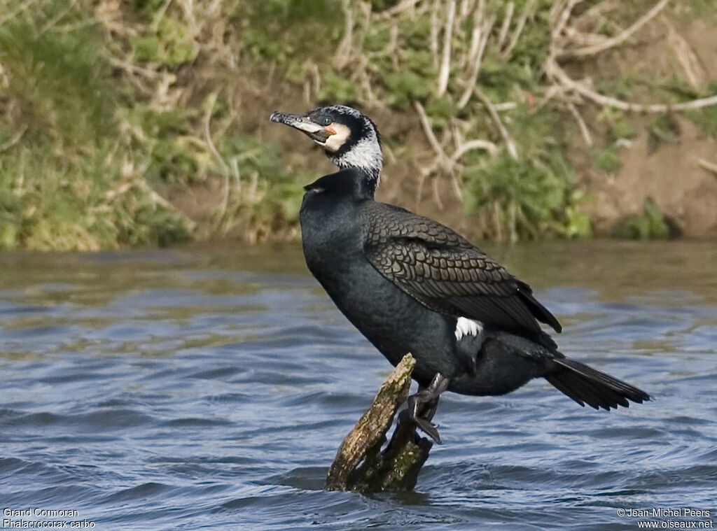 Great Cormorantadult post breeding