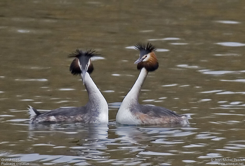 Great Crested Grebe