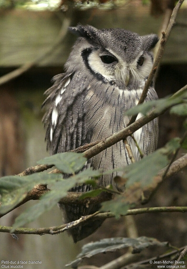 Northern White-faced Owl