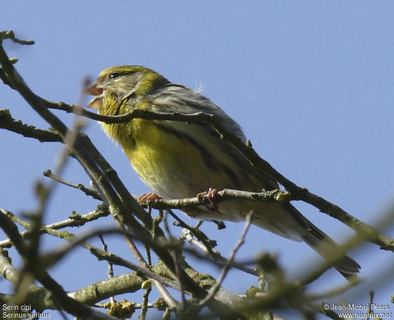 Serin cini mâle adulte