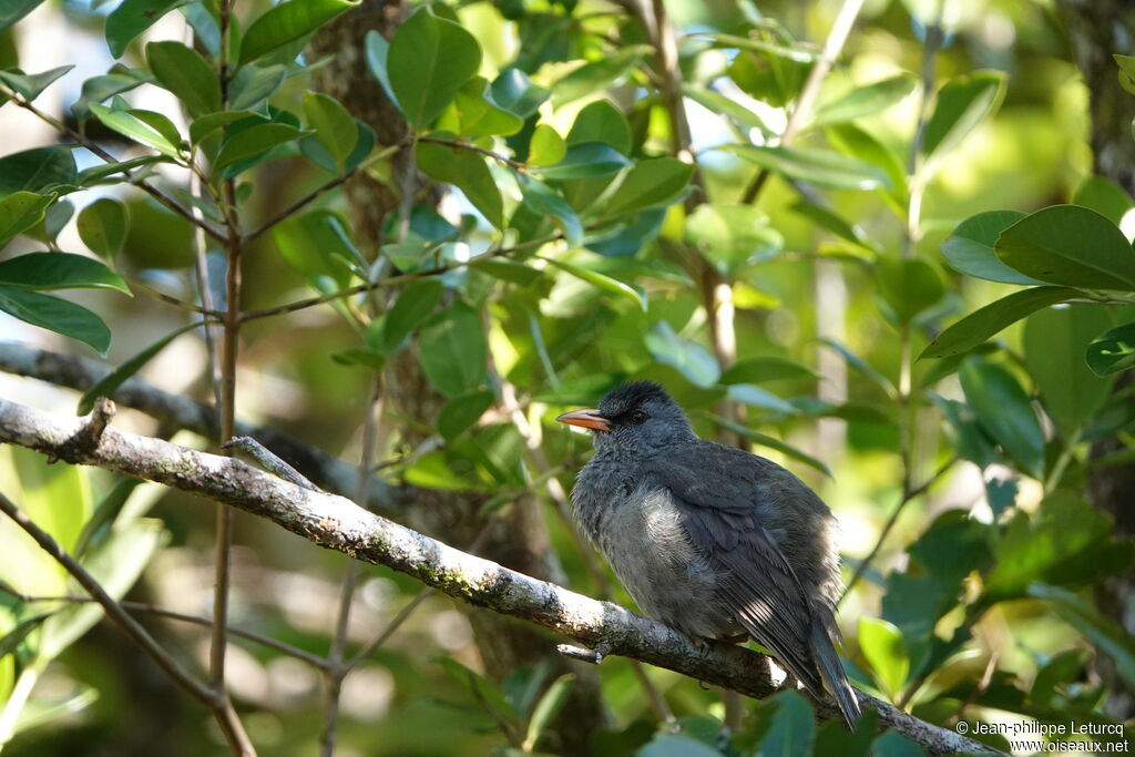 Mauritius Bulbul