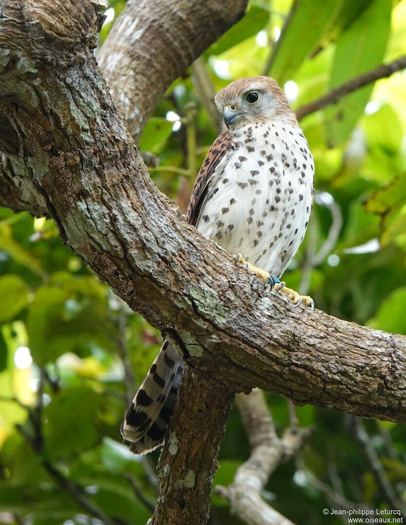 Mauritius Kestrel