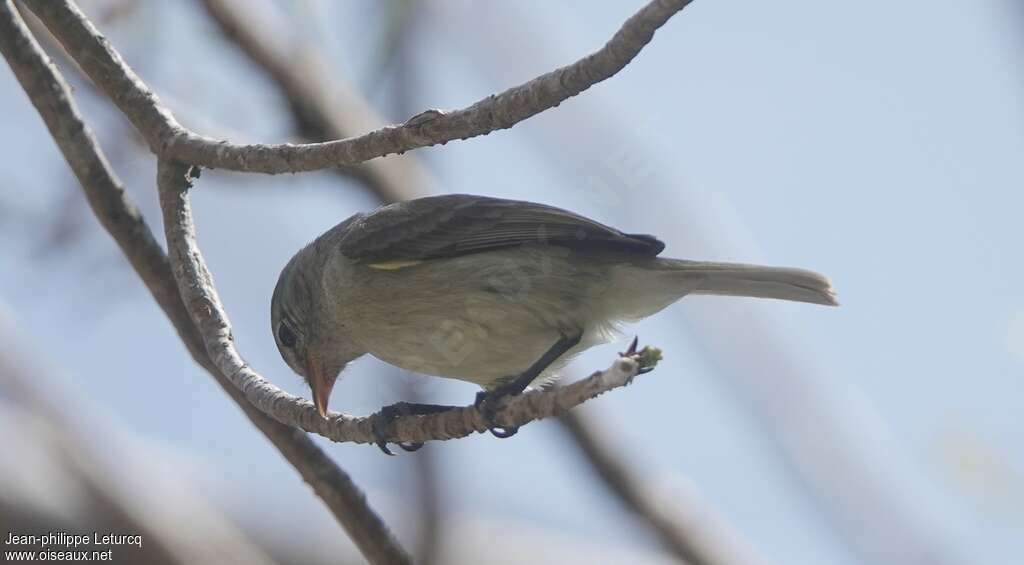 Tyranneau imberbe, identification