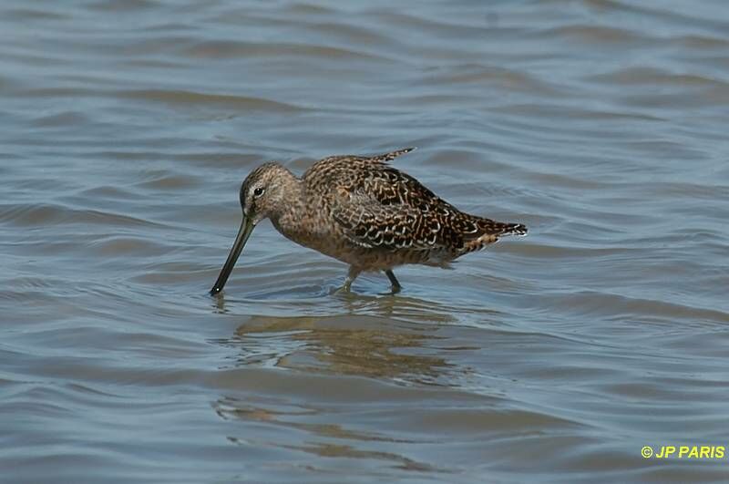 Short-billed Dowitcher
