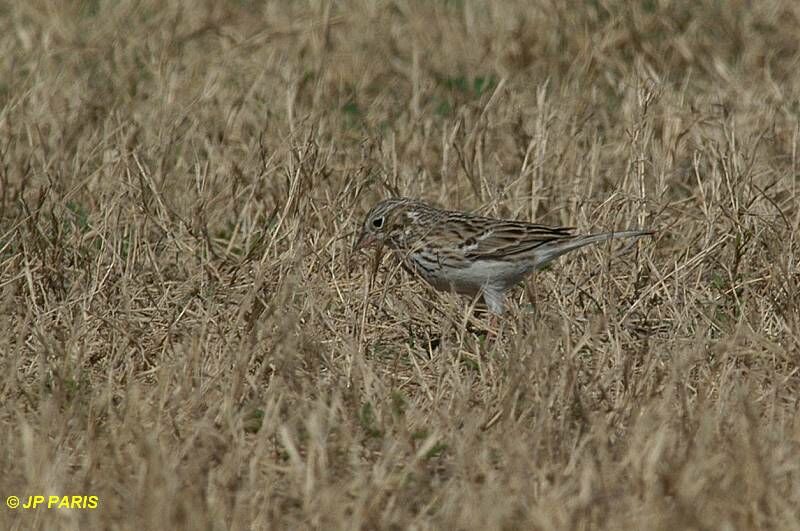 Vesper Sparrow
