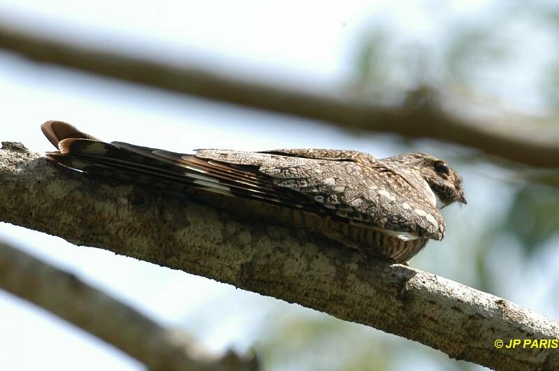 Common Nighthawk