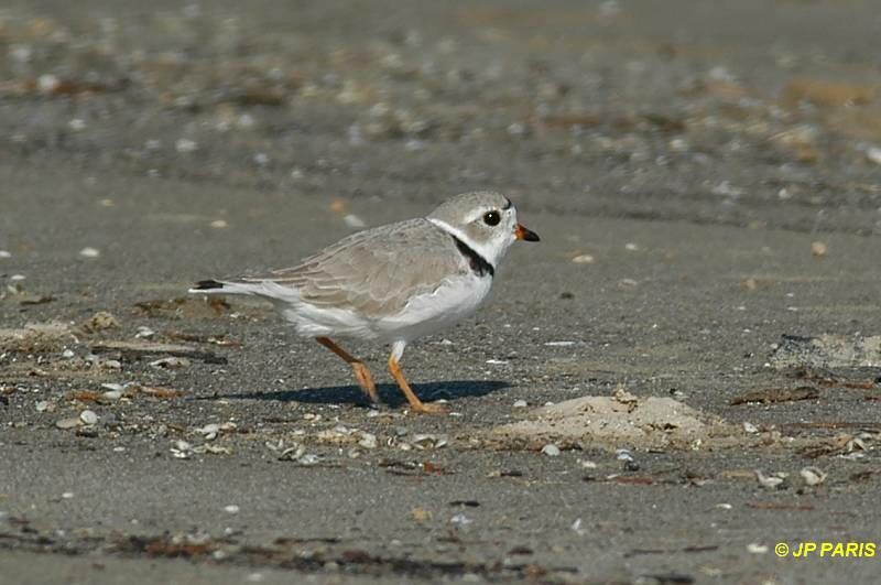 Piping Plover