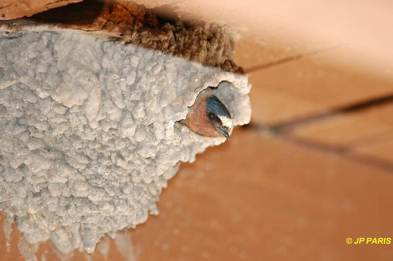 American Cliff Swallow