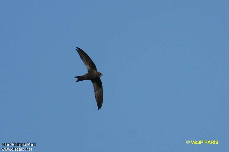 African Black Swift