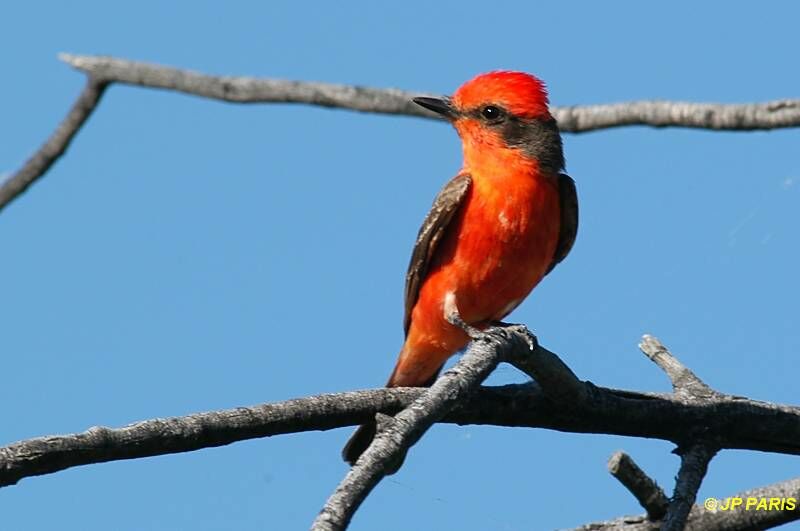 Vermilion Flycatcher