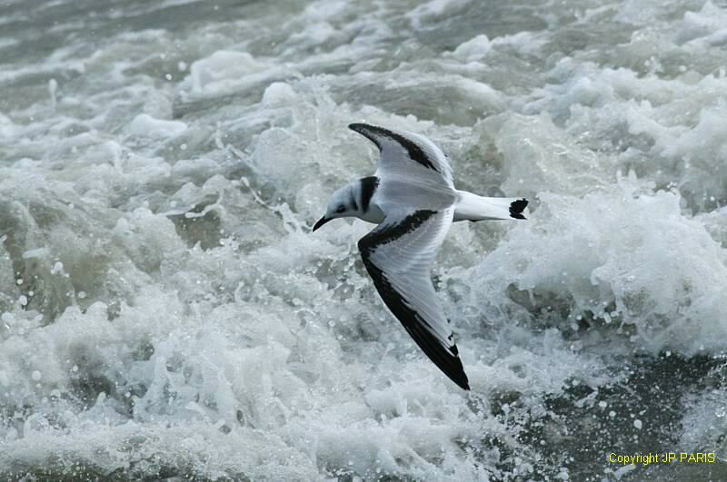 Black-legged Kittiwake