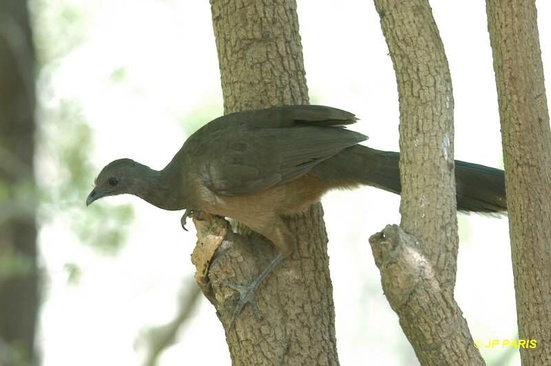 Plain Chachalaca