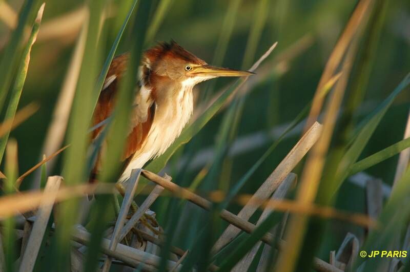 Least Bittern