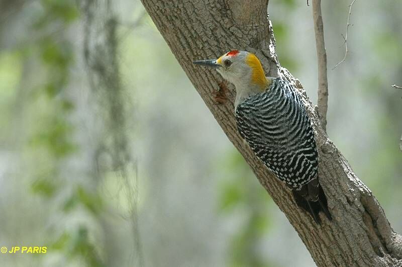 Golden-fronted Woodpecker