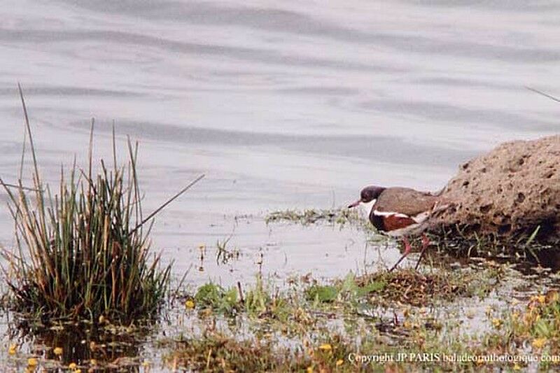 Red-kneed Dotterel