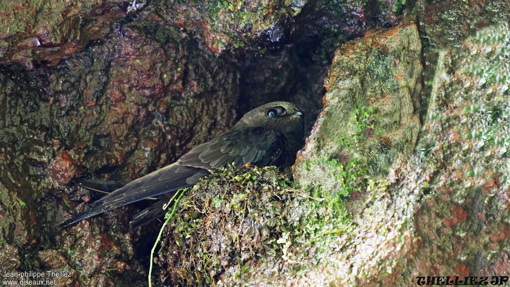 White-chinned Swiftadult, identification