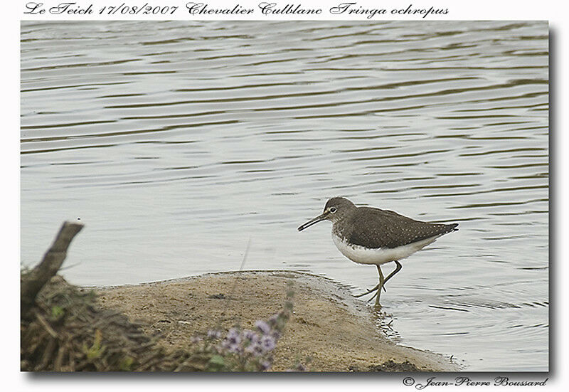 Green Sandpiperadult