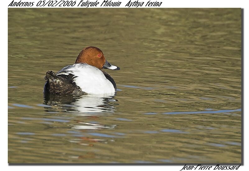 Common Pochard
