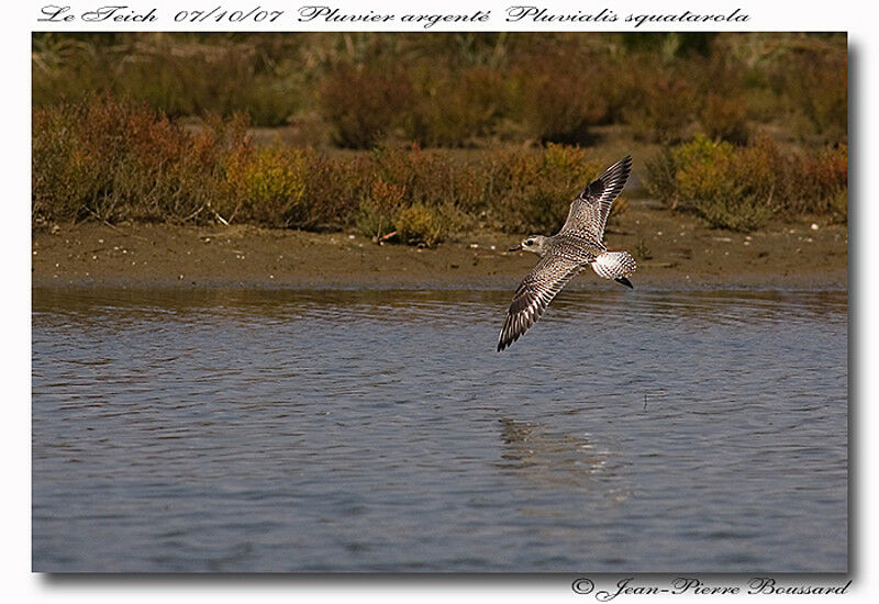 Grey Plover female